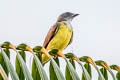 Sulphury Flycatcher Tyrannopsis sulphurea