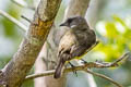 Sulphury Flycatcher Tyrannopsis sulphurea