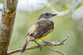 Sulphury Flycatcher Tyrannopsis sulphurea