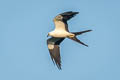 Swallow-tailed Kite Elanoides forficatus yetapa