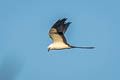 Swallow-tailed Kite Elanoides forficatus yetapa