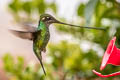 Sword-billed Hummingbird Ensifera ensifera