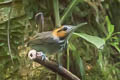 Tawny-faced Gnatwren Microbates cinereiventris cinereiventris (Half-collared Gnatwren)