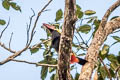 Tawny-tufted Toucanet Selenidera nattereri