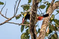 Tawny-tufted Toucanet Selenidera nattereri