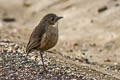 Tawny Antpitta Grallaria quitensis quitensis