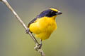 Thick-billed Euphonia Euphonia laniirostris hypoxantha