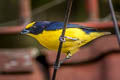 Thick-billed Euphonia Euphonia laniirostris melanura