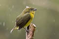 Thick-billed Euphonia Euphonia laniirostris hypoxantha