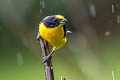 Thick-billed Euphonia Euphonia laniirostris hypoxantha