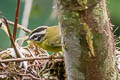 Three-striped Warbler Basileuterus tristriatus auricularis