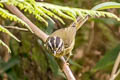 Three-striped Warbler Basileuterus tristriatus auricularis