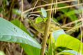 Three-striped Warbler Basileuterus tristriatus auricularis