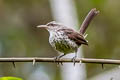 Thrush-like Wren Campylorhynchus turdinus hypostictus