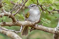 Tocuyo Sparrow Arremonops tocuyensis