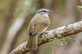 Tocuyo Sparrow Arremonops tocuyensis