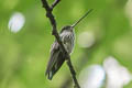 Black-throated Mango Anthracothorax nigricollis