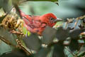 Tooth-billed Tanager Piranga lutea desidiosa (Highland Hepatic Tanager)