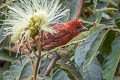 Tooth-billed Tanager Piranga lutea desidiosa (Highland Hepatic Tanager)