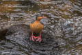 Torrent Duck Merganetta armata colombiana