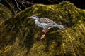 Torrent Duck Merganetta armata colombiana