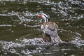 Torrent Duck Merganetta armata colombiana