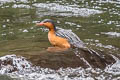 Torrent Duck Merganetta armata colombiana