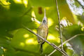 Trilling Gnatwren Ramphocaenus melanurus sanctaemarthae (Long-billed Gnatwren)