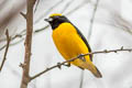 Trinidad Euphonia Euphonia trinitatis