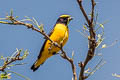 Trinidad Euphonia Euphonia trinitatis