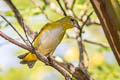 Trinidad Euphonia Euphonia trinitatis