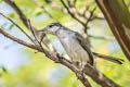 Tropical Gnatcatcher Polioptila plumbea superciliaris