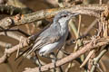 Tropical Gnatcatcher Polioptila plumbea superciliaris