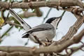 Tropical Gnatcatcher Polioptila plumbea superciliaris