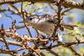 Tropical Gnatcatcher Polioptila plumbea superciliaris