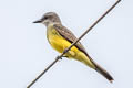 Tropical Kingbird Tyrannus melancholicus melancholicus 