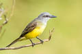 Tropical Kingbird Tyrannus melancholicus melancholicus 