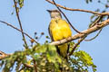 Tropical Kingbird Tyrannus melancholicus melancholicus 