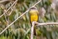 Tropical Kingbird Tyrannus melancholicus melancholicus 