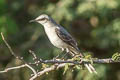 Tropical Mockingbird Mimus gilvus melanopterus