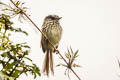 Tufted Tit-Tyrant Anairetes parulus aequatorialis