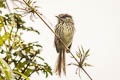 Tufted Tit-Tyrant Anairetes parulus aequatorialis