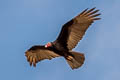 Turkey Vulture Cathartes aura ruficollis 