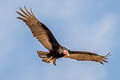 Turkey Vulture Cathartes aura ruficollis 