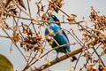 Turquoise Dacnis Dacnis hartlaubi