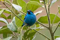 Turquoise Dacnis Dacnis hartlaubi