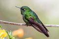 Tyrian Metaltail Metallura tyrianthina districta