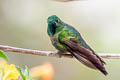 Tyrian Metaltail Metallura tyrianthina districta