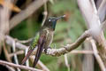 Tyrian Metaltail Metallura tyrianthina tyrianthina