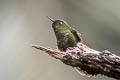 Tyrian Metaltail Metallura tyrianthina districta